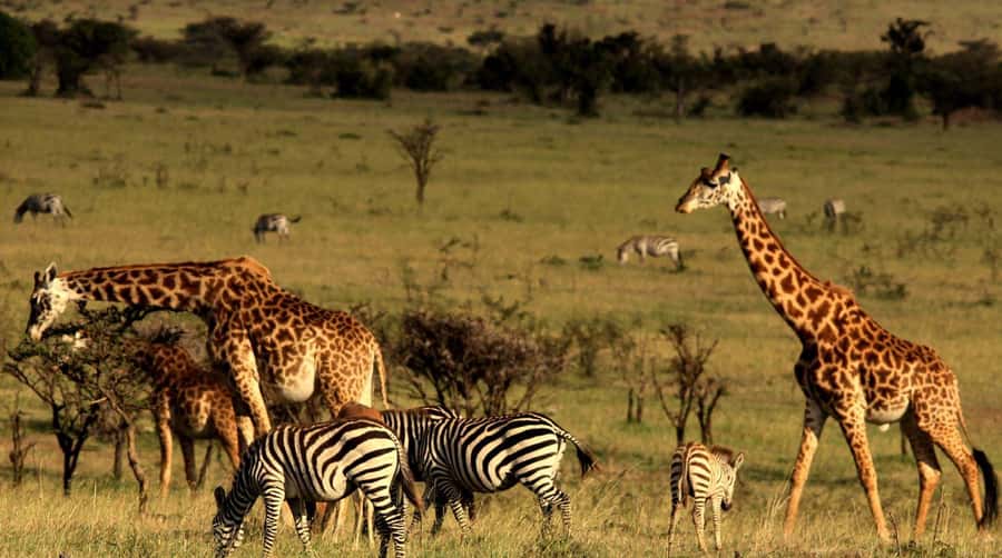 Half Day Tala Game Reserve & Natal Lion Park from Durban - The animal lineup at Tala: what to watch for first