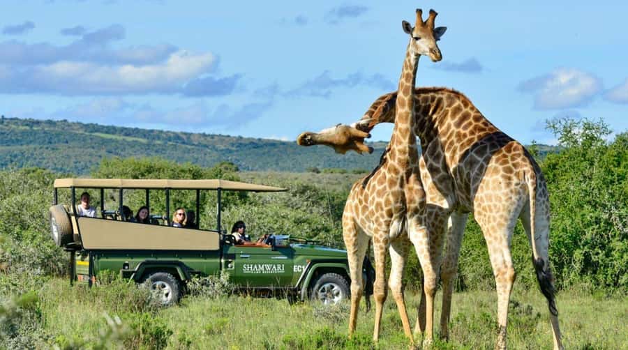 Half Day Tala Game Reserve & Natal Lion Park from Durban - Natal Lion Park: elephants and lions on a focused stop