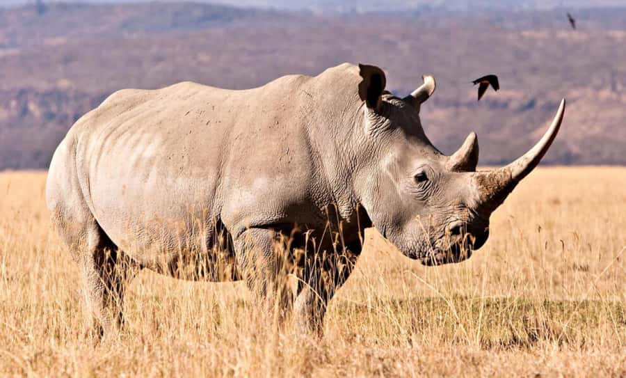 Half Day Tala Game Reserve & Natal Lion Park from Durban - Guides and the day’s quality: how to protect your experience