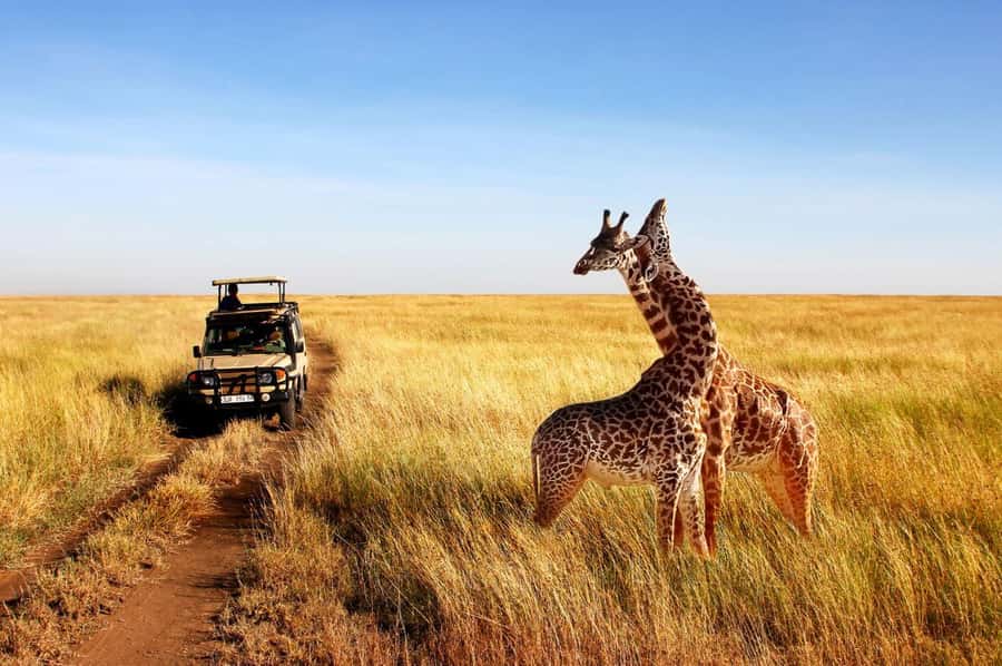 Half Day Tala Game Reserve & Natal Lion Park from Durban - Weather in KwaZulu-Natal: rain changes the safari mood