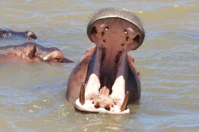 Half Day Tour in iSimangaliso Wetland Park - Lake St Lucia, Hippos, and the Meaning of Isimangaliso
