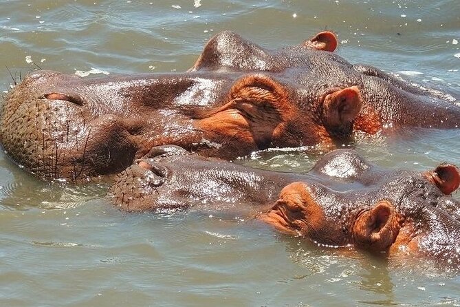Half Day Tour in iSimangaliso Wetland Park - Getting There: Richards Bay Pickup and the Morning Flow