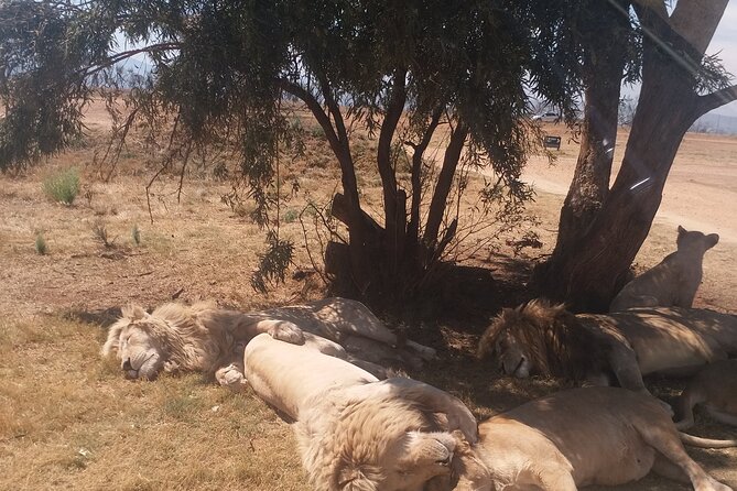 Half-Day Tour to Rhino And Lion Reserve in Krugersdorp - Lions, rhinos, cheetahs, and the best odds of spotting a lot