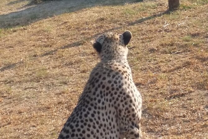 Half-Day Tour to Rhino And Lion Reserve in Krugersdorp - Feeding time and open-air truck viewing