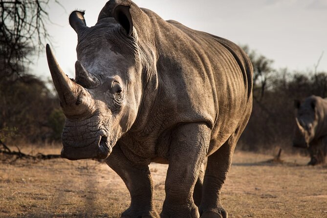 Half-Day Tour to Rhino And Lion Reserve in Krugersdorp - Wonder Cave: when the day adds geology and not just animals