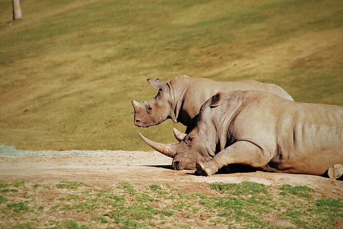 Half-Day Tour to Rhino And Lion Reserve in Krugersdorp - How long this half-day really feels