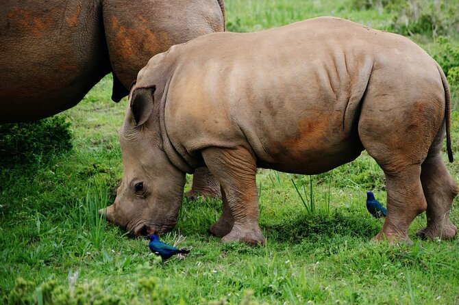 Half-Day Tour to Rhino And Lion Reserve in Krugersdorp - Price and what you get for $99.66 per person