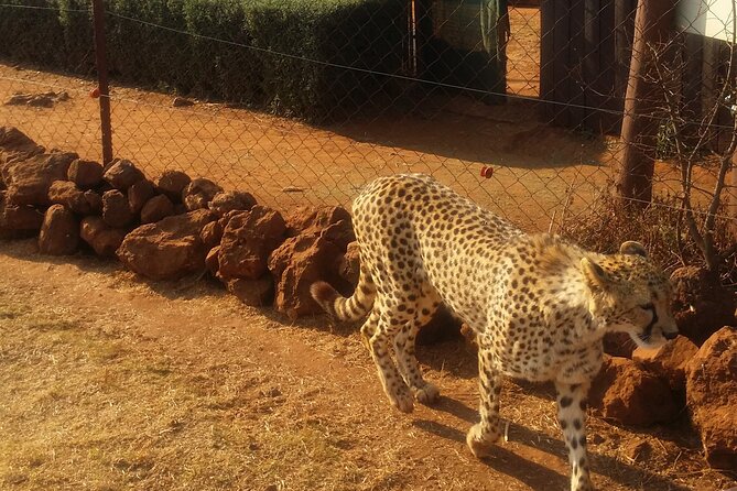 Half-Day Tour to Rhino And Lion Reserve in Krugersdorp - Entering the Krugersdorp reserve: where the wildlife focus really hits