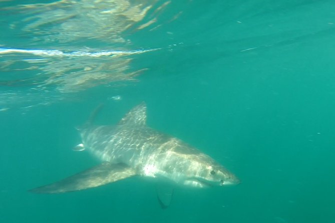 Half-Day White Shark Cage Diving from Gansbaai - The 7:00 am Meeting and What You Do Before Water Time