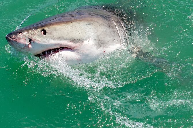 Half-Day White Shark Cage Diving from Gansbaai - The Cage Session: Gear, Safety, and How the Morning Flows