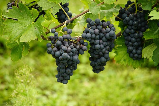 Half Day Wine Tour from Cape Town - Stellenbosch Town Feel: Oak Trees, Cape Dutch Buildings, and Church Street
