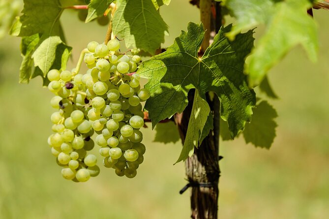 Half Day Wine Tour from Cape Town - Group Size, Pace, and Why the Tour Works for Short Visits