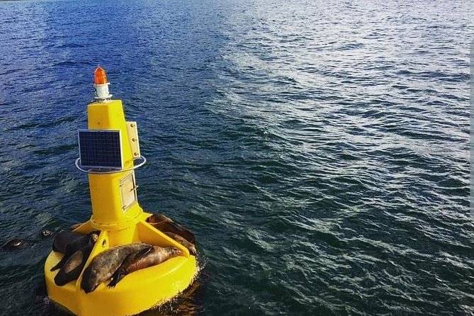 Half Hour Seal and Harbour Cruise from Cape Town - Onboard guide, music, and keeping the mood easy for families