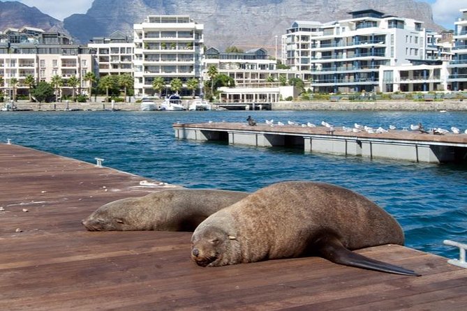 Half Hour Seal and Harbour Cruise from Cape Town - V&A Waterfront, Quay 5, and how to get the best angles
