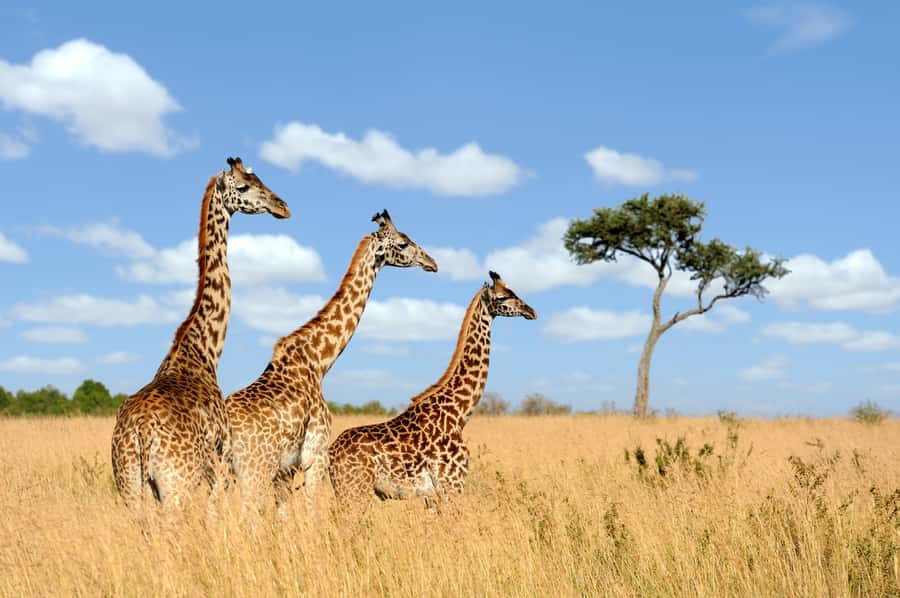 Hartbeespoort: Lion and Safari Park Guided Tour - What the 2-hour safari truck drive in Hartbeespoort is really like