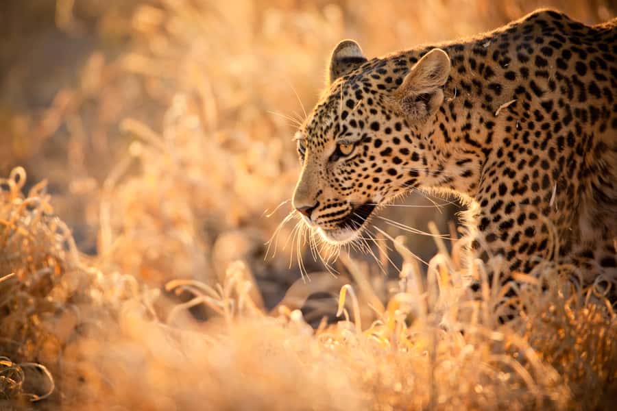 Hartbeespoort: Lion and Safari Park Guided Tour - Lions, then antelope, then the predator enclosure loop