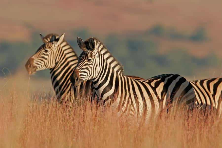 Hartbeespoort: Lion and Safari Park Guided Tour - Why the guides’ humor and facts are the real value