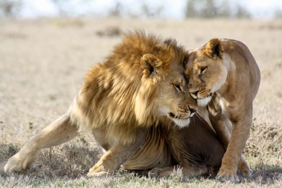 Hartbeespoort: Lion and Safari Park Guided Tour - Getting better photos in enclosures without losing the moment