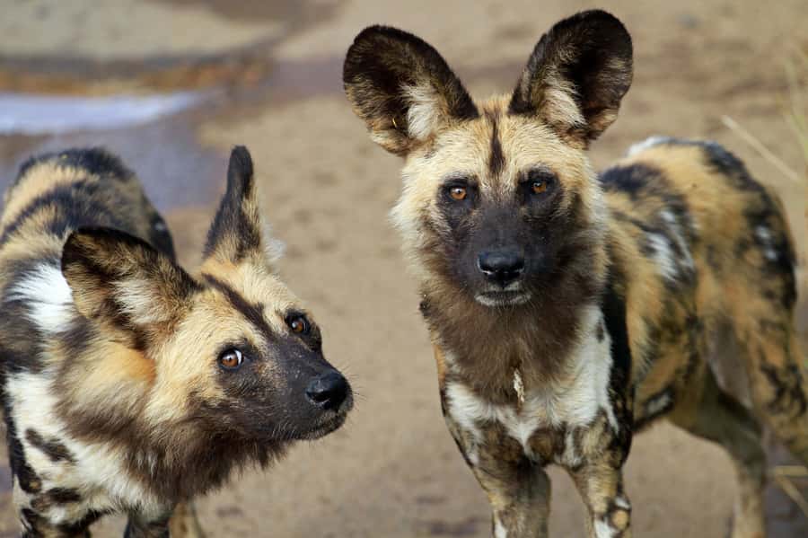 Hartbeespoort: Lion and Safari Park Tour - Key highlights you’ll notice right away