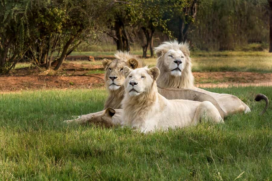 Hartbeespoort: Lion and Safari Park Tour - Predator encounters, step by step: what you’ll actually look for