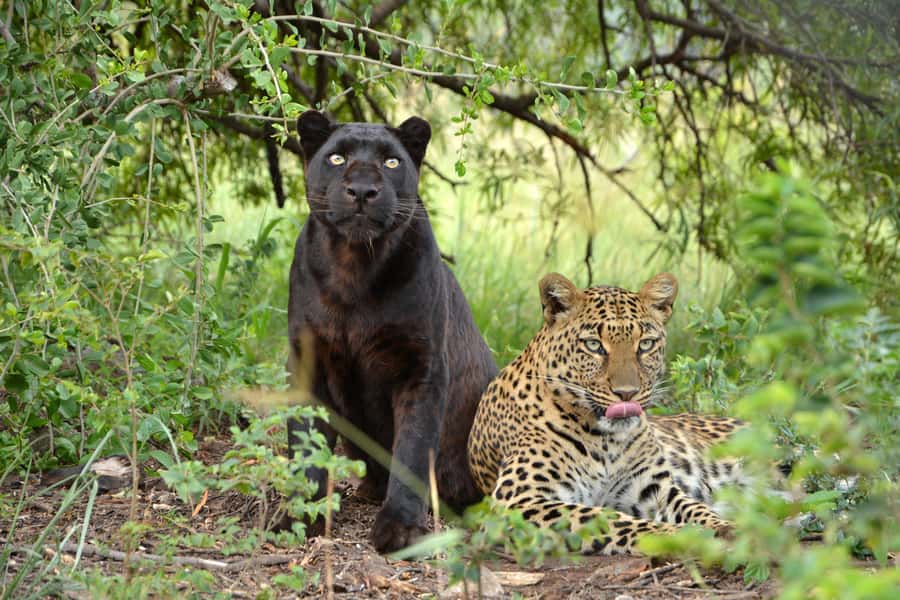 Hartbeespoort: Lion and Safari Park Tour - Photography and wildlife viewing tips that make a difference