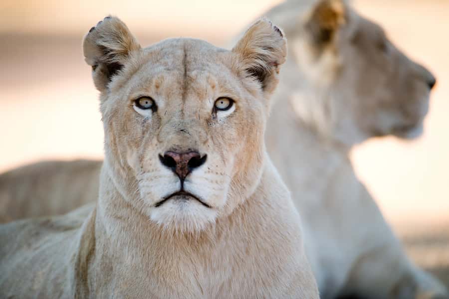 Hartbeespoort: Lion and Safari Park Tour - Who this tour is best for (and who might want something else)
