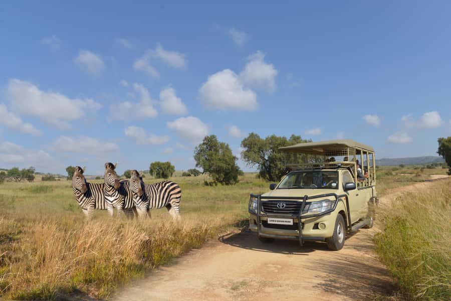 Hartbeespoort: Lion and Safari Park Tour - The truck ride: modern, small-group, and built for spotting animals