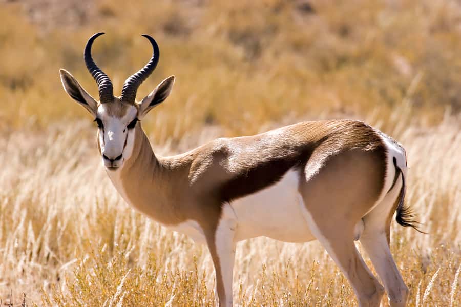 Hartbeespoort: Predator Safari with a Guide - Key Safari Highlights You’ll Actually Care About
