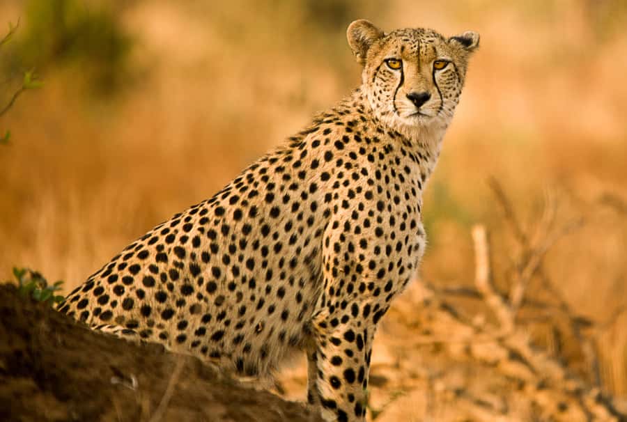 Hartbeespoort: Predator Safari with a Guide - Hartbeespoort Predator Safari, in Plain English