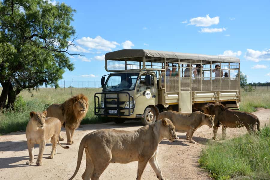 Hartbeespoort: Predator Safari with a Guide - The Animals You’re Targeting, and Why Your Guide Matters