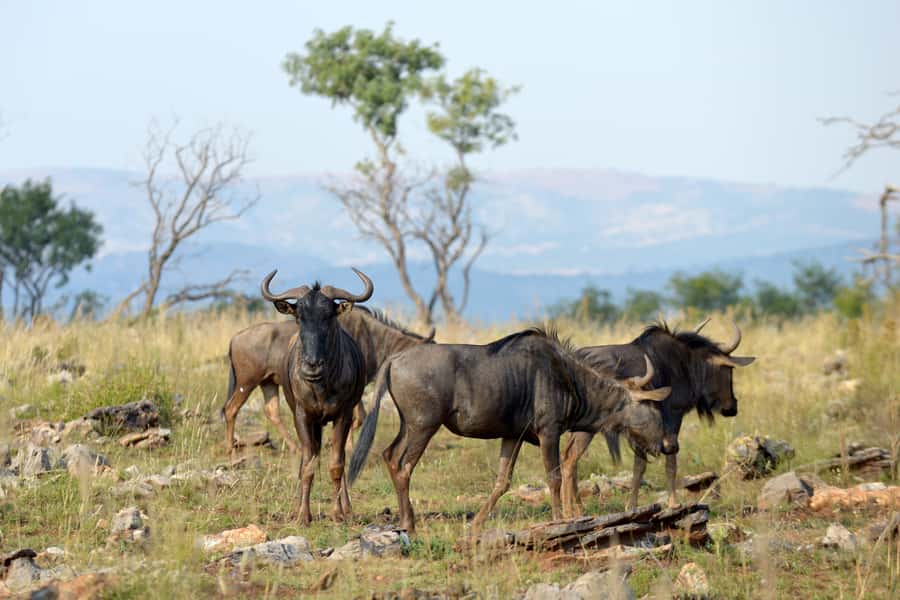 Hartbeespoort: Self-Drive Lion and Safari Park Tour - Key Things to Know Before You Go