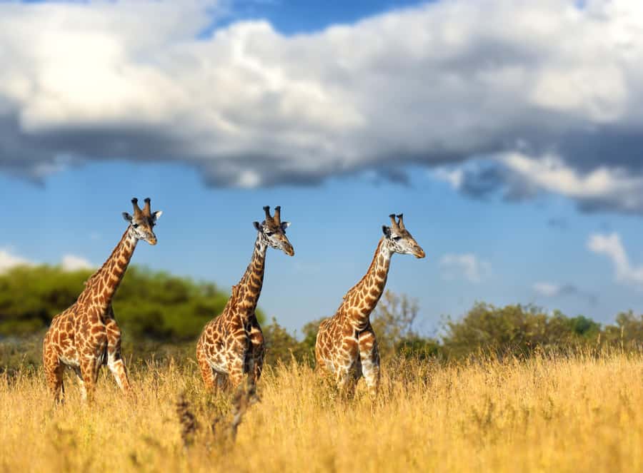 Hartbeespoort: Self-Drive Lion and Safari Park Tour - Predator Enclosures: Lions, Wild Dogs, and Cheetahs