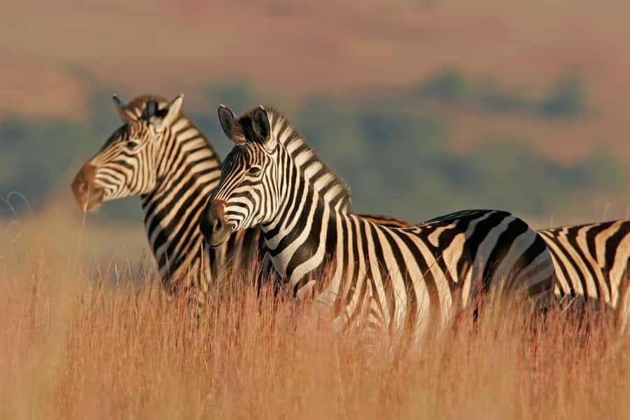 Hartbeespoort: Self-Drive Lion and Safari Park Tour - Making Lion Feeding Work for Your Schedule