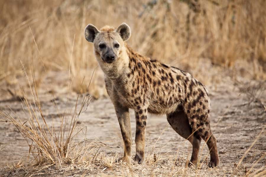 Hartbeespoort: Self-Drive Lion and Safari Park Tour - The Extended Game Drive for Antelope and More Wildlife