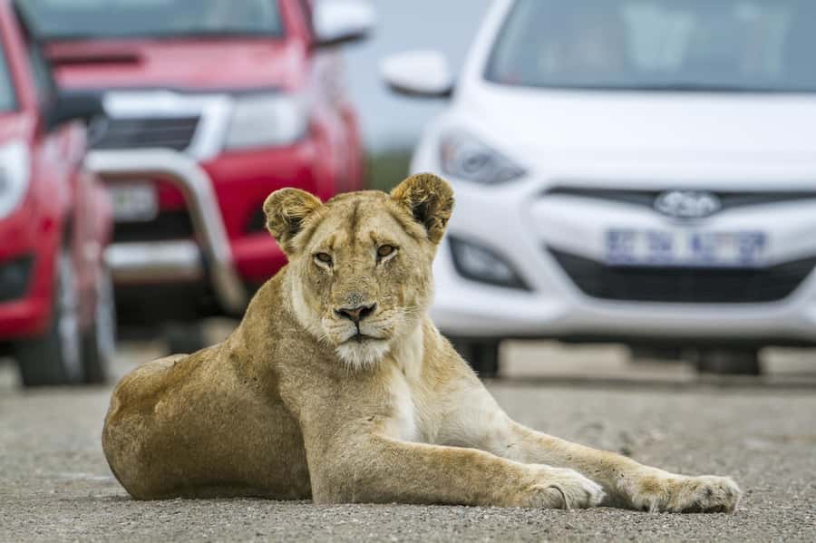 Hartbeespoort: Self-Drive Lion and Safari Park Tour - What You Really Get From a Self-Drive Safari (No Guide)