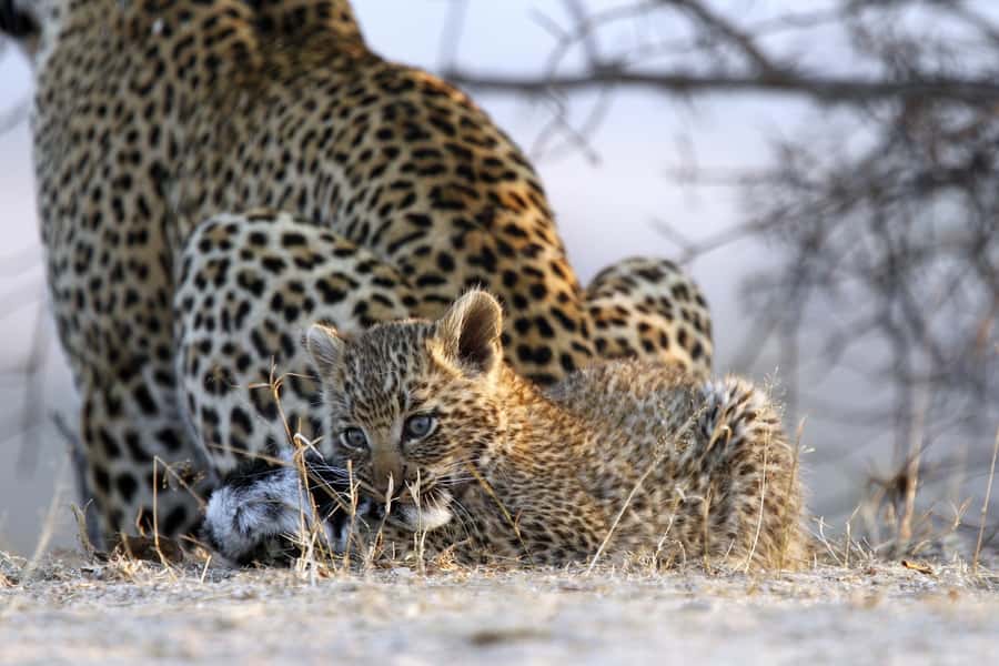 Hazyview: Private Full-Day Guided Kruger Safari - Why an exclusive Kruger day beats the usual “bus safari”