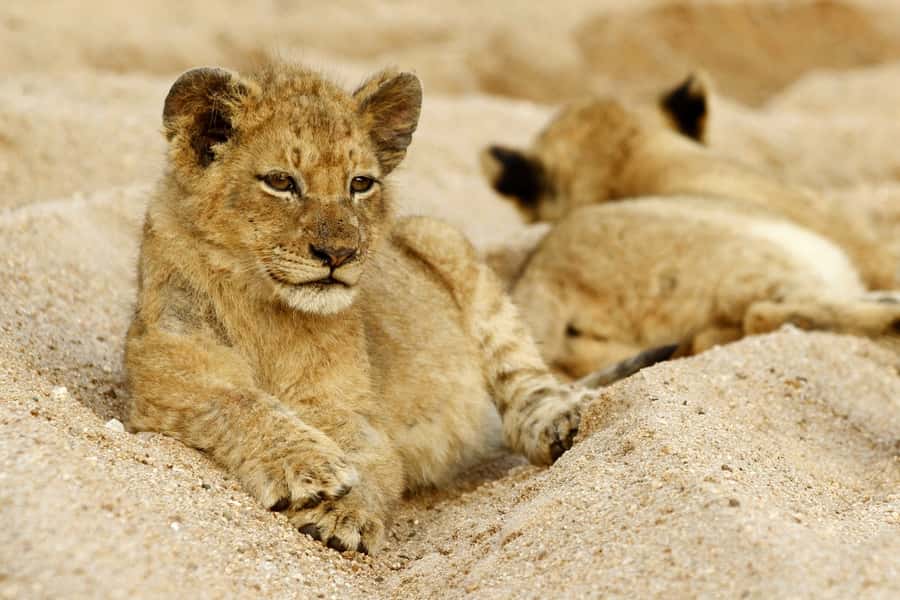 Hazyview: Private Full-Day Guided Kruger Safari - First 3-hour game drive: animals plus the trees that explain the ecosystem
