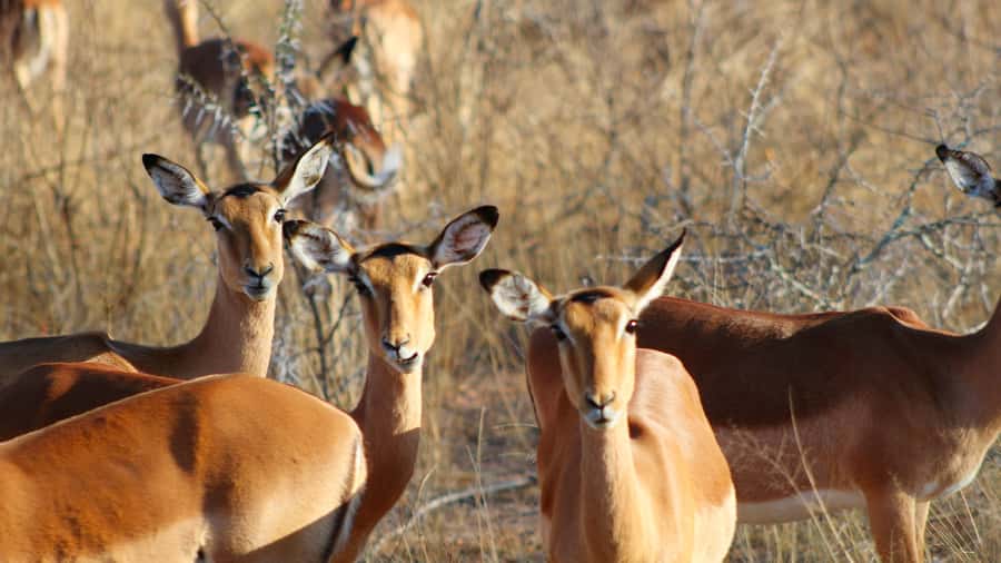 Hazyview: Private Full-Day Guided Kruger Safari - Breakfast stop (about 45 minutes): a real pause, not a rushed sandwich stop