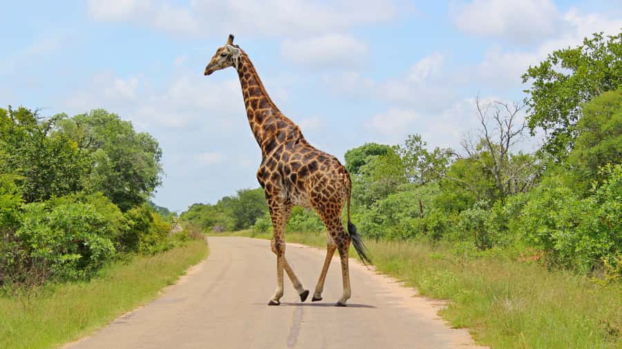 Hazyview: Private Full-Day Guided Kruger Safari - Lunch window (about 1 hour): fuel for the last sightings