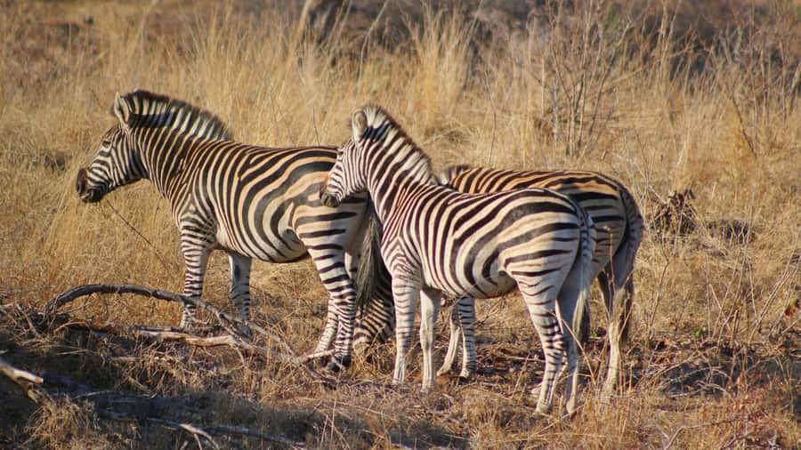 Hazyview: Private Full-Day Guided Kruger Safari - The best part is the guide: names that show up for a reason
