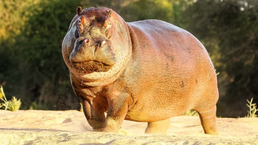 Hazyview: Private Full-Day Guided Kruger Safari - Price and value: what $291 per group really buys you