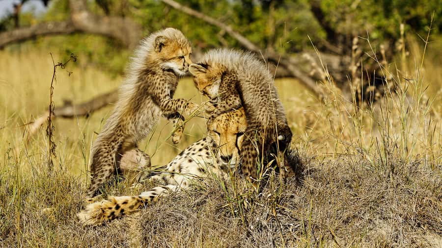 Hazyview: Private Full-Day Guided Kruger Safari - Mobility, pregnancy, and who should be cautious