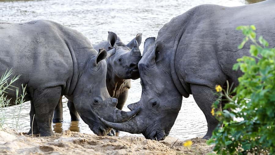 Hazyview: Private Full-Day Guided Kruger Safari - Hazyview pickup and the run into Kruger, start time matters