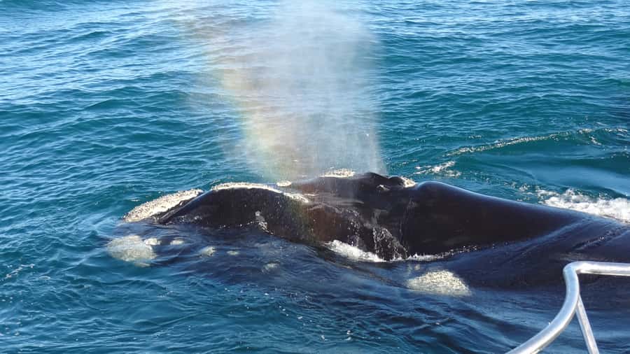Hermanus: Boat Based Whale Watching Experience - Key points before you go