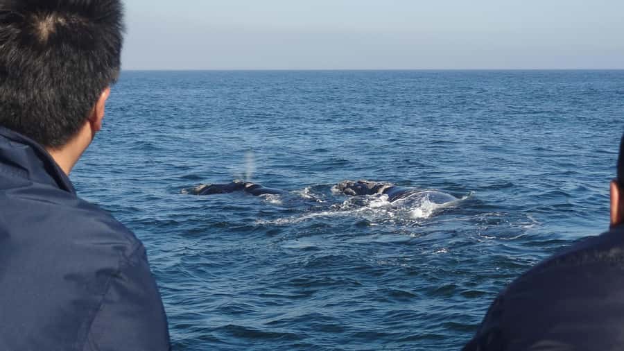 Hermanus: Boat Based Whale Watching Experience - Hermanus New Harbour to open water: how the trip actually works