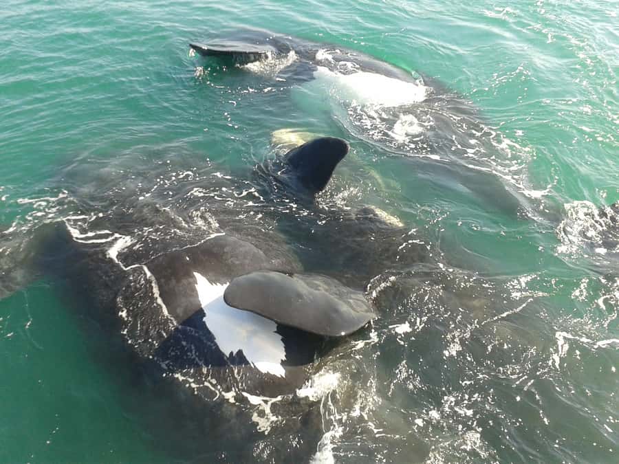 Hermanus: Boat Based Whale Watching Experience - When whales show up: what to watch for and how the crew behaves