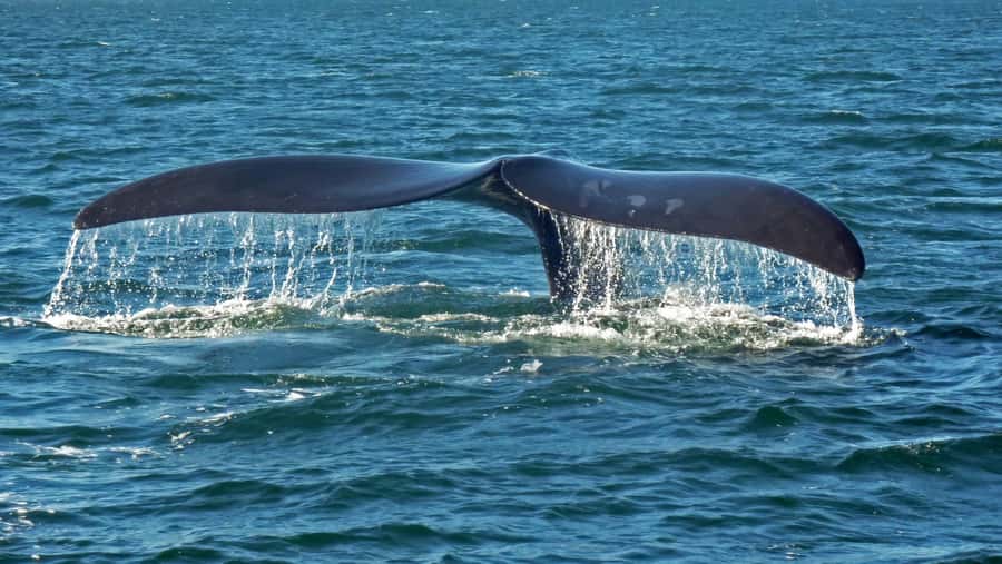 Hermanus: Boat Based Whale Watching Experience - What to bring: warm layers win in Hermanus