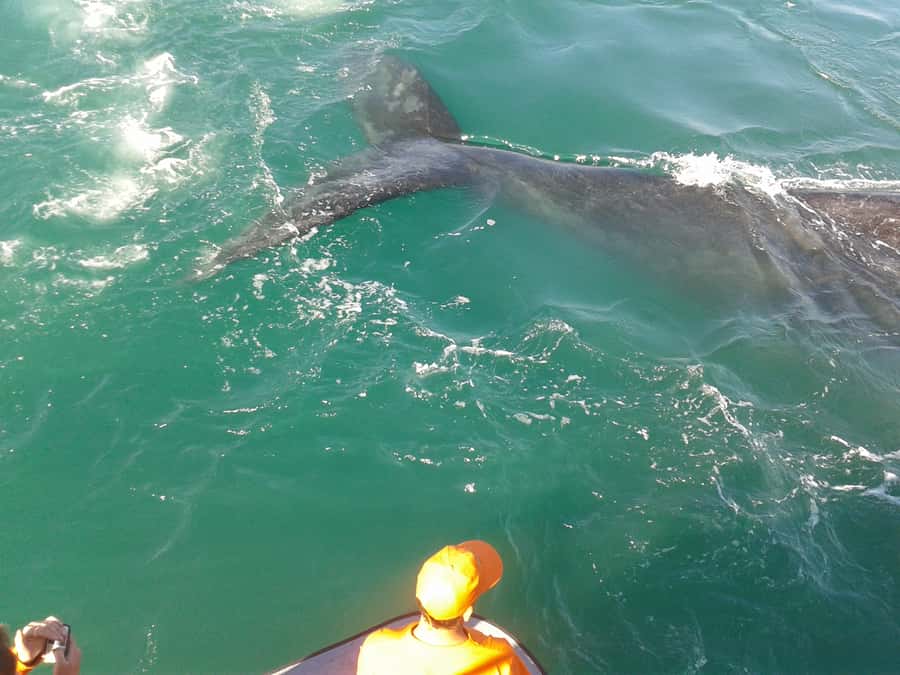 Hermanus: Boat Based Whale Watching Experience - Before the whales are found: top deck rules and why it matters