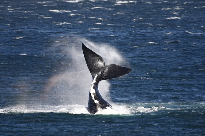 Hermanus Land based Whale Tour with Dave de Beer - Key things to know before you go with Dave de Beer