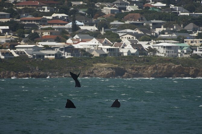 Hermanus Land based Whale Tour with Dave de Beer - What makes it a private Hermanus whale tour instead of a cattle-call